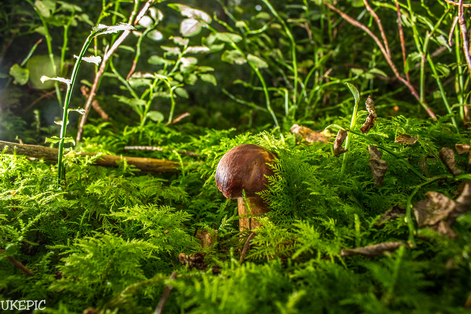 North Mushroom Picking Guide Blue Sky Cabin Rentals